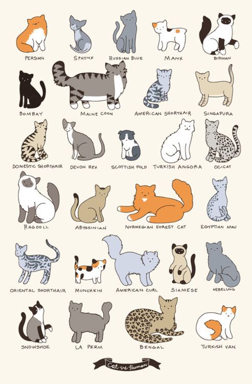 cats. Ima kitty cat. I go meow meow meow, meow meow meow.