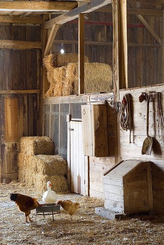 I can smell the dusty, wonderful aroma of a hay barn by just looking at the pict