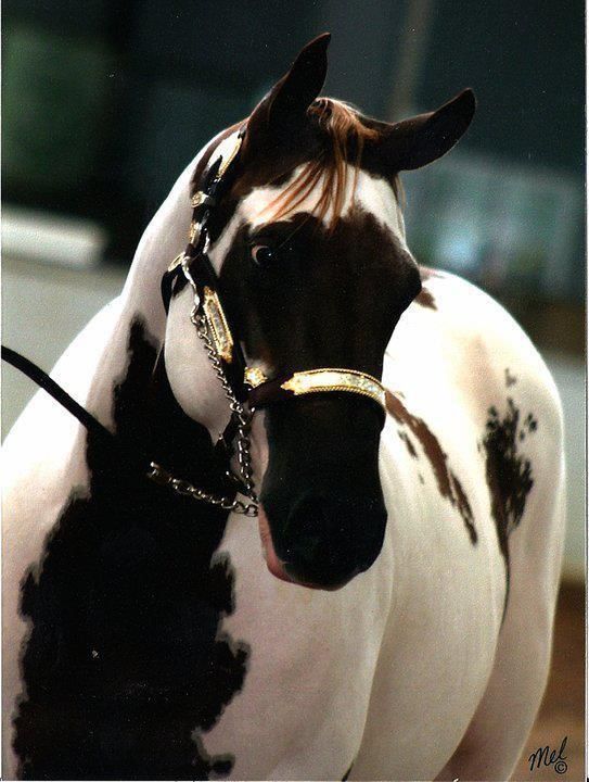 Ive read this marking is called Badger face in a Paint horse. Ive never seen it