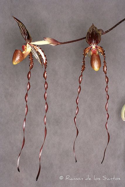 Lady Slipper-Orchid: Paphiopedilum Oberhousen Rubin Dark Specter – Flickr – Phot