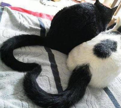 Love cats make a heart with their tails