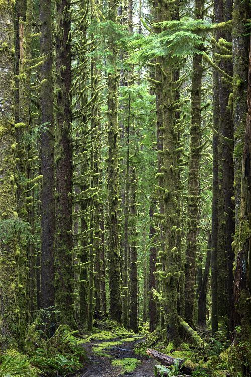 Olympic National Park, Washington State, USA. Great hike