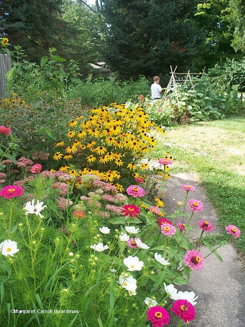 summer perennials for border flower beds:  black-eyed susans, zinnias, cosmos, a