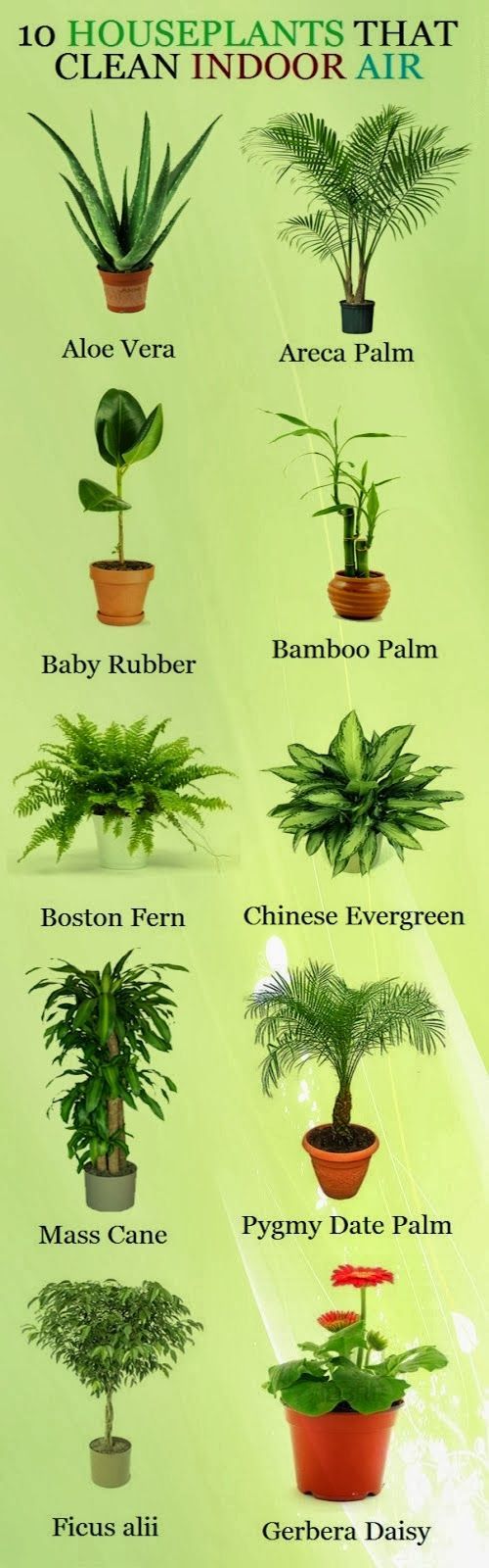 Ten Houseplants That Clean Indoor Air.  Looking at all the lists like this, Im t