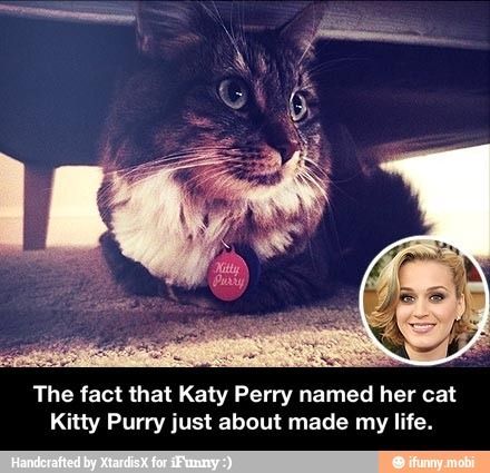 The fact that Katy Perry named her cat Kitty Purry just about made my life.