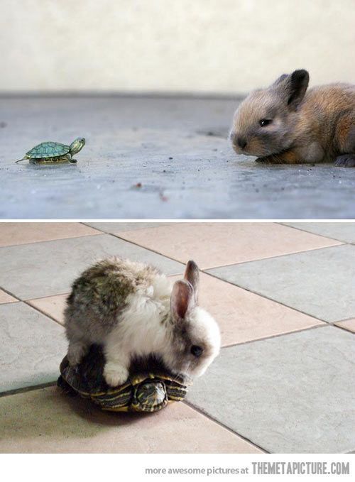 bucket list: get a turtle and a bunny and let them play together :)