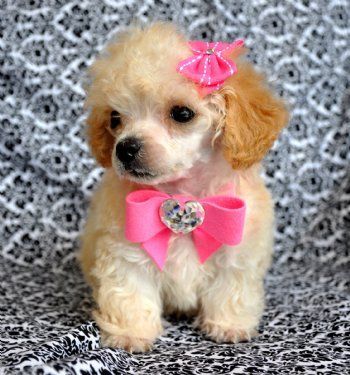 I hope to someday have my very own little Tea Cup Poodle