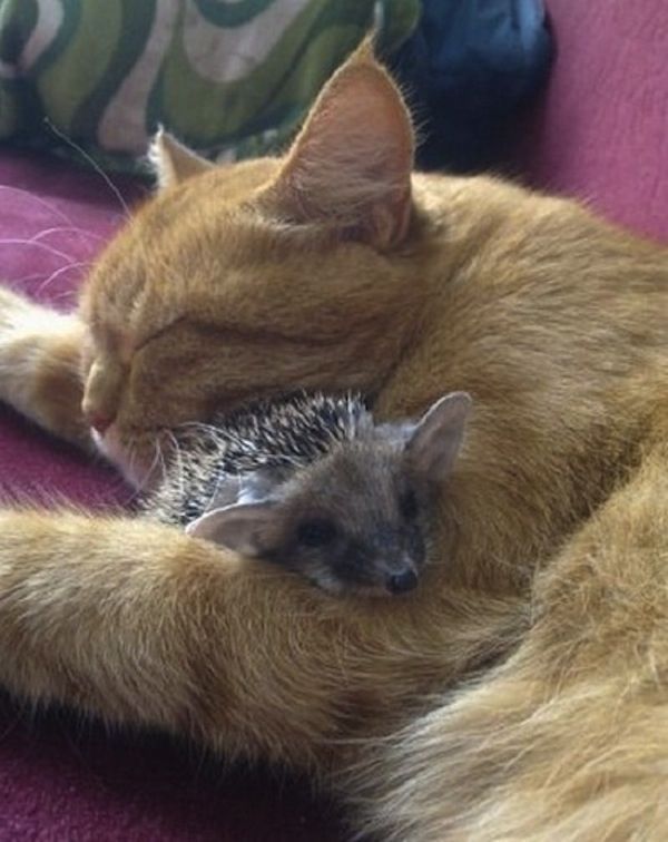 This cat adopted some baby hedgehogs, if youre having a bad day, these pictures
