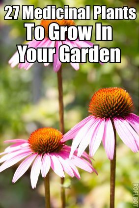 27 MEDICINAL PLANTS YOU NEED IN YOUR GARDEN – Looking back, I realized that it w