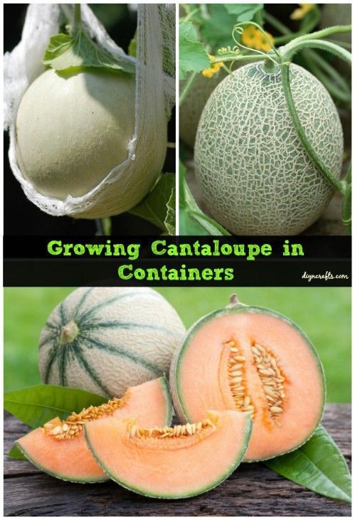 35 Fruits and veggies you can grow in containers.