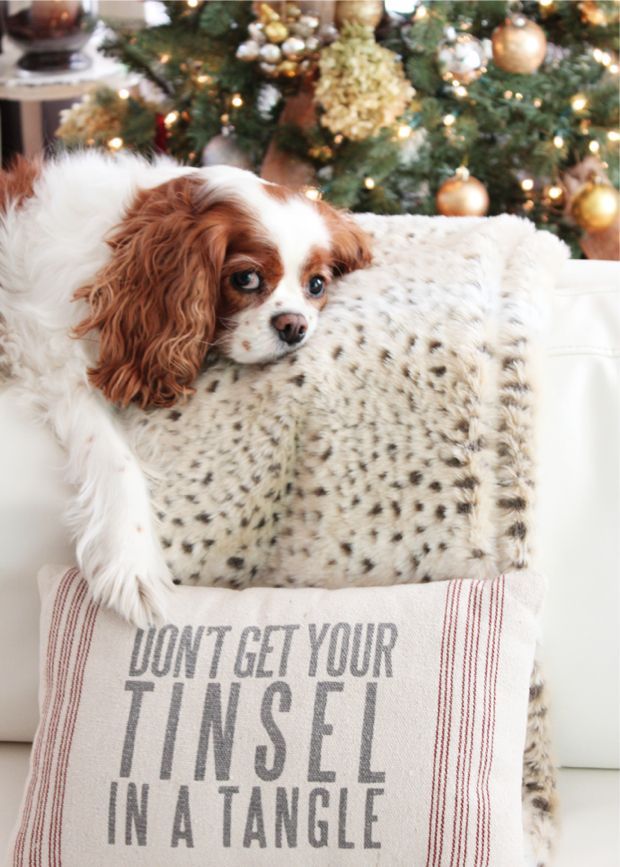 Our Holiday Décor Revealed- dont get your tinsel in a tangle, cavalier king cha