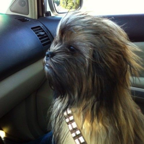 ….And you will be named Chewy…h
