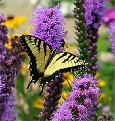 Attracting Butterflies, Hummingbird