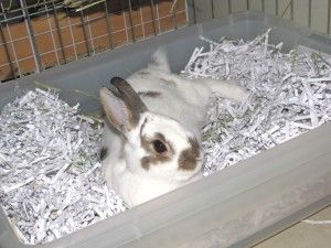 Lots of nifty rabbit tips such as how to toilet-train your rabbit/why it isnt wo