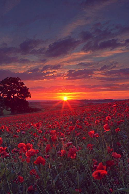 Oxfordshire England–endless poppy
