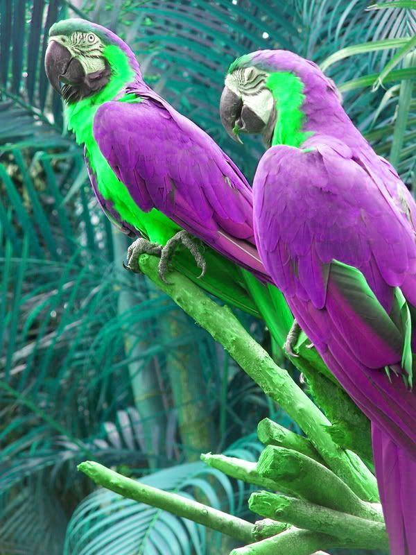 Beautiful birds! Didnt know they ca