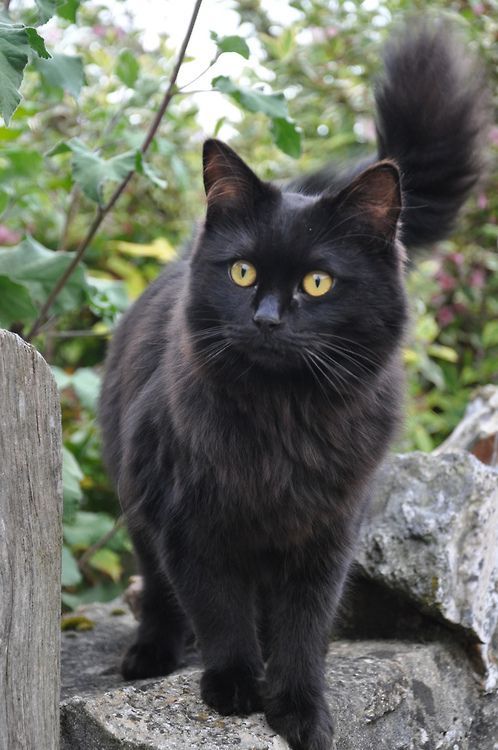 Gorgeous black cat. I love black ca