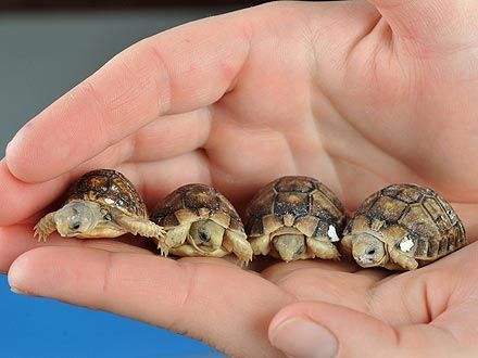 Aww! Tiny Tortoises Have That Just-
