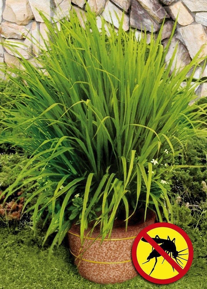 Mosquito grass (a.k.a. Lemon Grass)