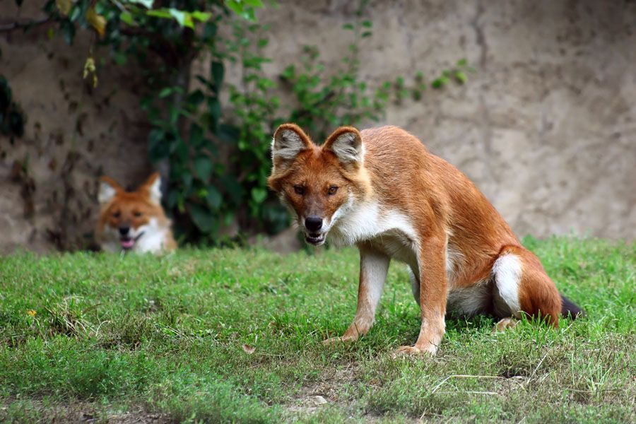1. The Dhole is a species o
