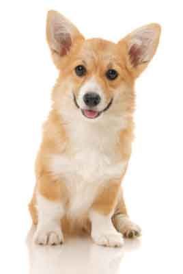 10 Things Only a Pembroke Welsh Corgi Owner Would Understand