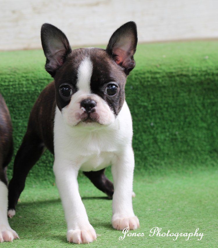 Boston Terrier Home Page Ci