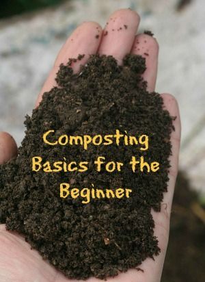 Composting Basics | How To