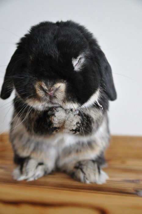 “Dear God…. Why did you have to make me so darn cute!? Im ALWAYS being kissed on and hugged on!? Why!?” lol :-) cute lil bunny