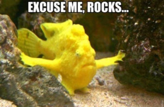 Haha – Excuse me, rocks :) Animal Memes  Funny Animal Photo