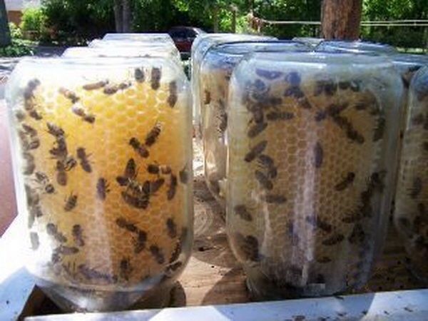How-To: Mason Jar Beehives get your honey made right in the