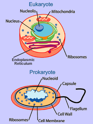 Prokaryote and Eukaryote ce