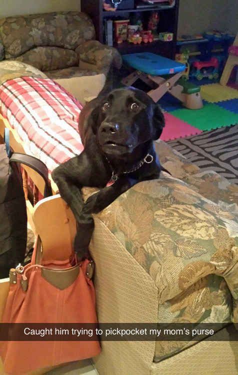 17 Dogs Who Had No Idea You