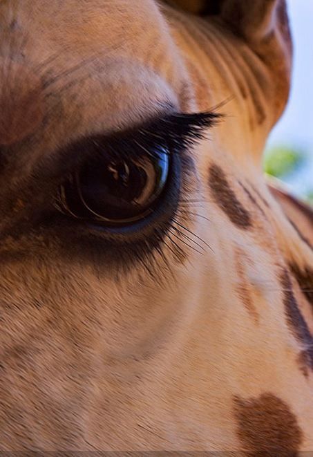 Close up of a giraffes eye.