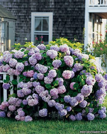 hydrangeas ~ my mom had hydrangeas in our front flower bed ~ reminds me of her ~ she loved