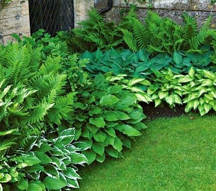 Love these ferns and hostas