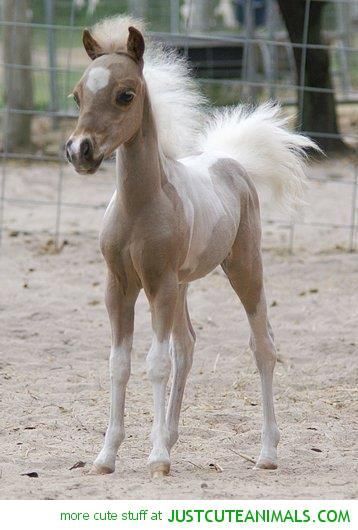 miniature horse… Haha look at that mane and tail too