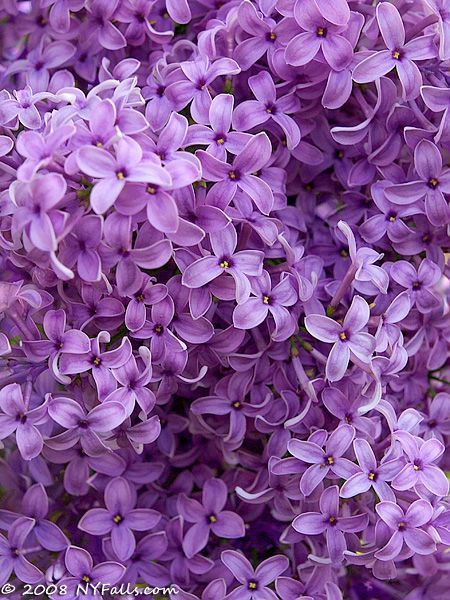 Purple Lilacs…growing up we had some by the kitchen window…open the window and it was