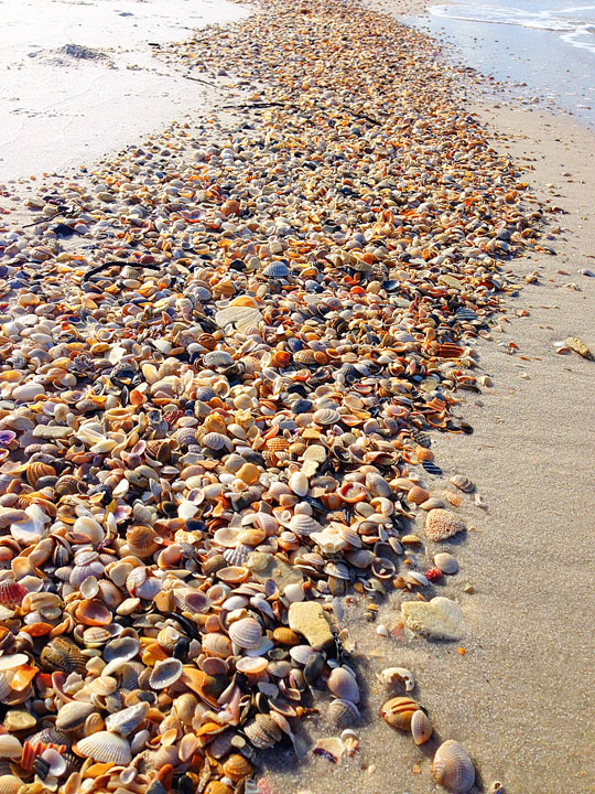 Sea shell paradise!!   Cape