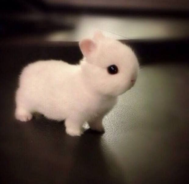 So cute, give the adorable baby bunny,