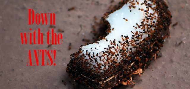 The Easiest, Safest, Most Effective DIY Ant