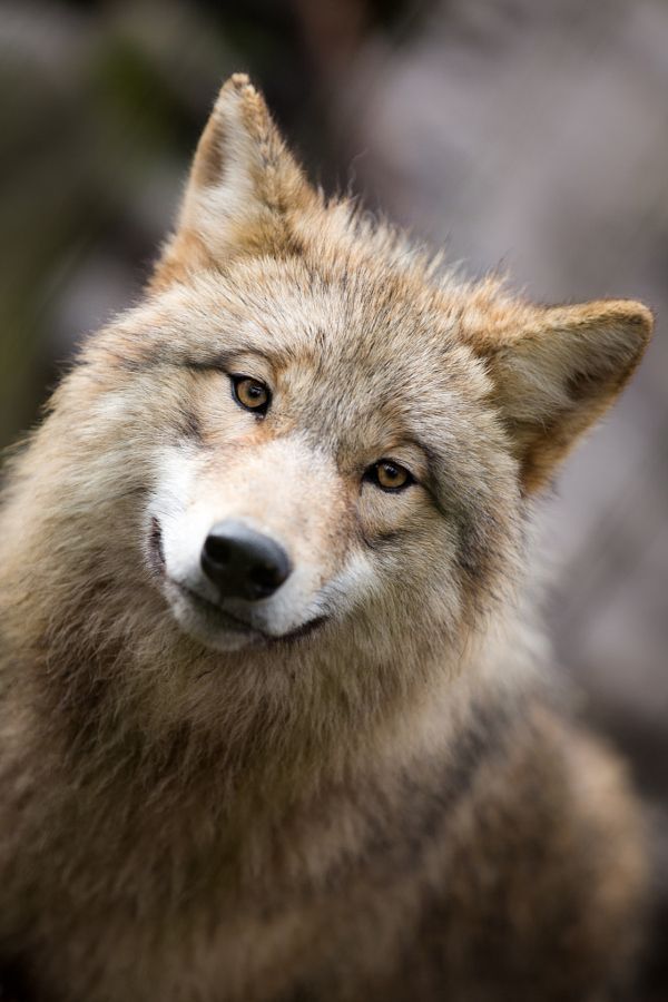 Wolf Portrait by Stefan Jar