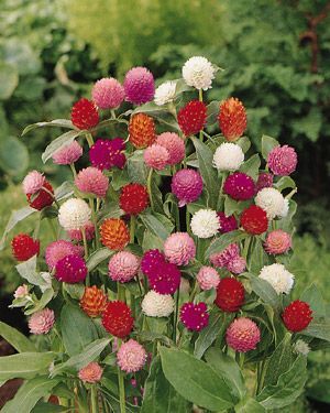Gomphrena – loves heat and