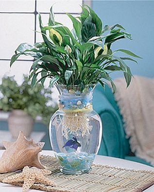 Peace Lily  water