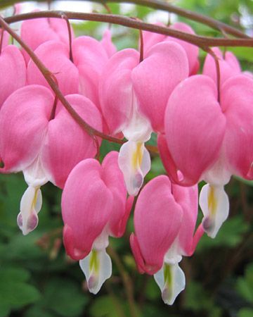 pink bleeding hearts…my Grandmothers garden in Boston had these…along with a huge weeping willow tree ,lilies of the valley and lots oh dahlias…sweet