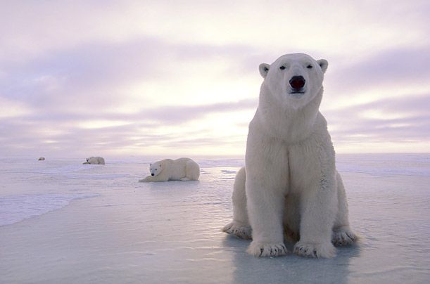 Polar Bear live in the circumpolar Arctic and their numbers remain fewer than 25,000. Human development and poaching have long threatened the polar bear, but climate change and the loss of sea ice are