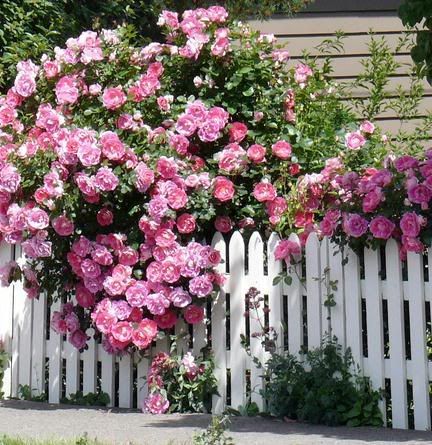 The 10 Biggest Mistakes People Make When Pruning Roses- I was so proud I didnt make any of these mistakes, until I got to #10 You didnt prune at all.