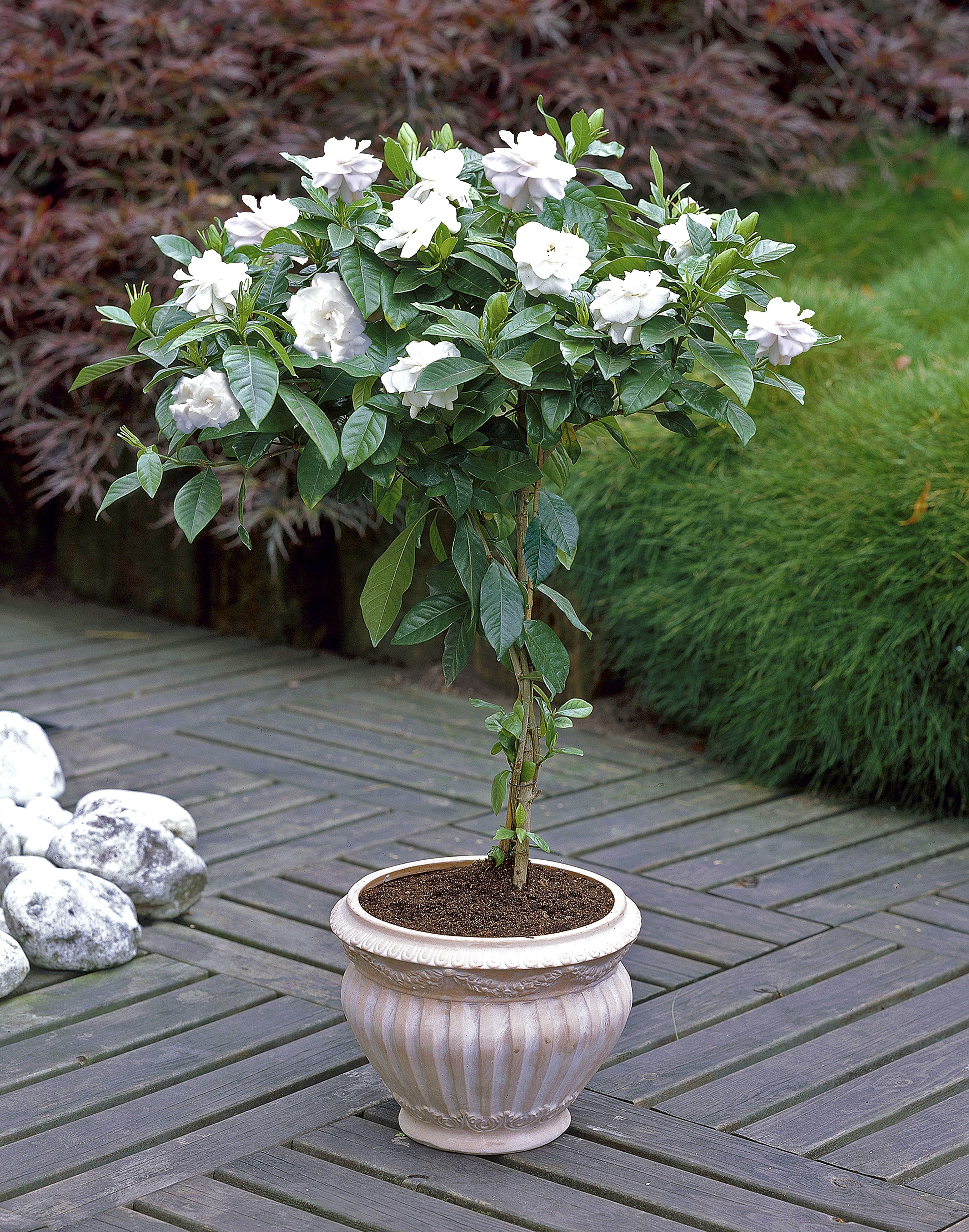 These Gardenia Trees are a great addition to any patio- they fill up your yard with a sweet fragrance, but require minimal maintenance!