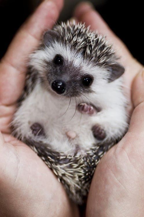 Cute Hedgehog my sister has always wanted