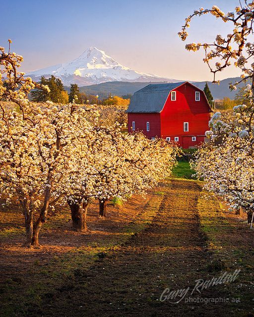 Red Barn and Pear Orchard (
