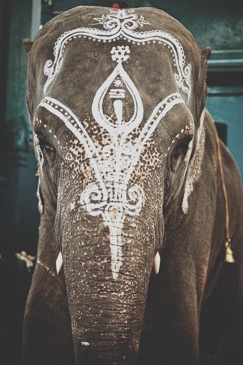 So, on the one hand, I think this elephante looks beautiful, and on the other, I wonder if it feels humiliated like my cat when I put her in a sweater for Christmas